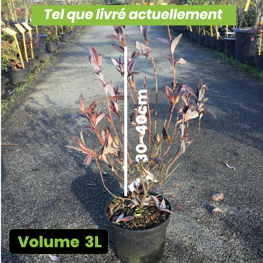 Azalea Mollis Canescens - Volume 3L / 30-40cm