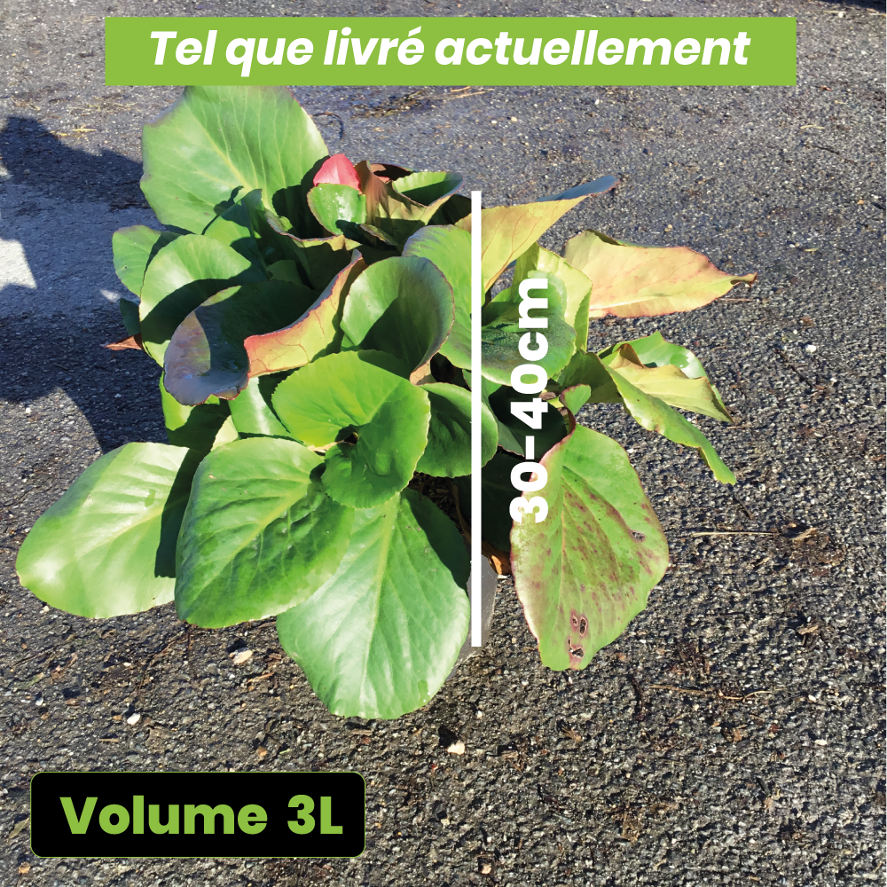 Bergenia Cordifolia - Plante des savetiers - Volume 3L / 30-40cm