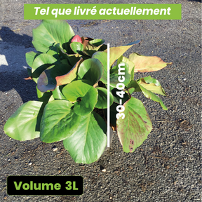 Bergenia Cordifolia - Plante des savetiers