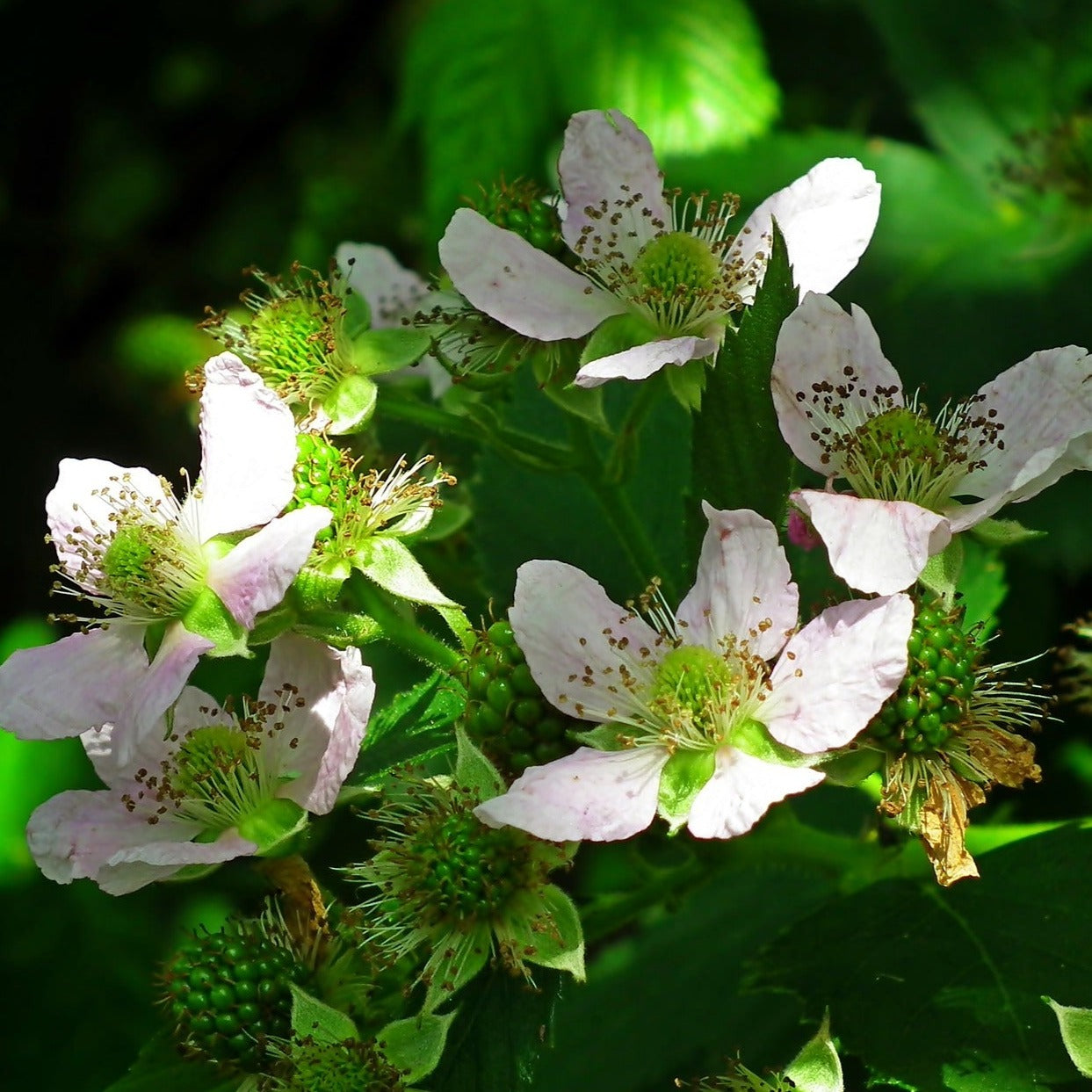 Rubus Thornless Evergreen - Mûre sans épine - Volume 3L / 40-60cm