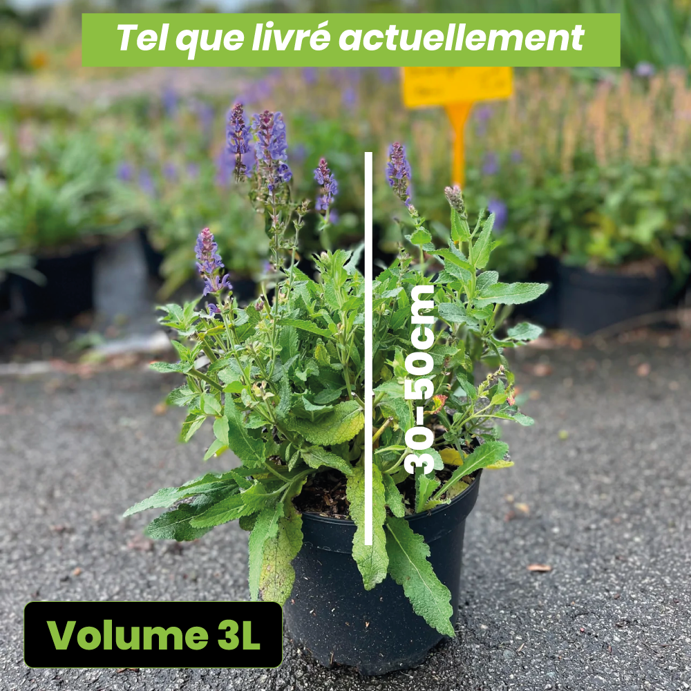 Salvia nemorosa blauhügel - Volume 3L / 30-50cm