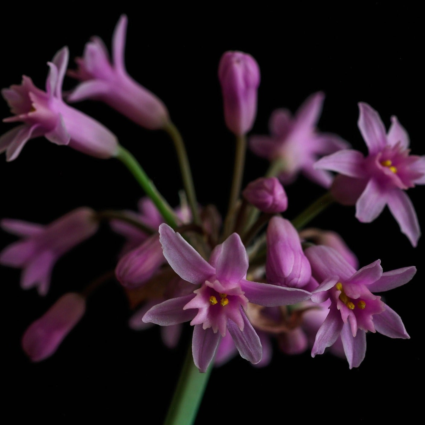 Tulbaghia violacea - Ail d'Afrique - Volume 3L / 20-40cm