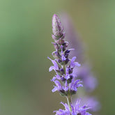 Salvia nemorosa blauhügel
