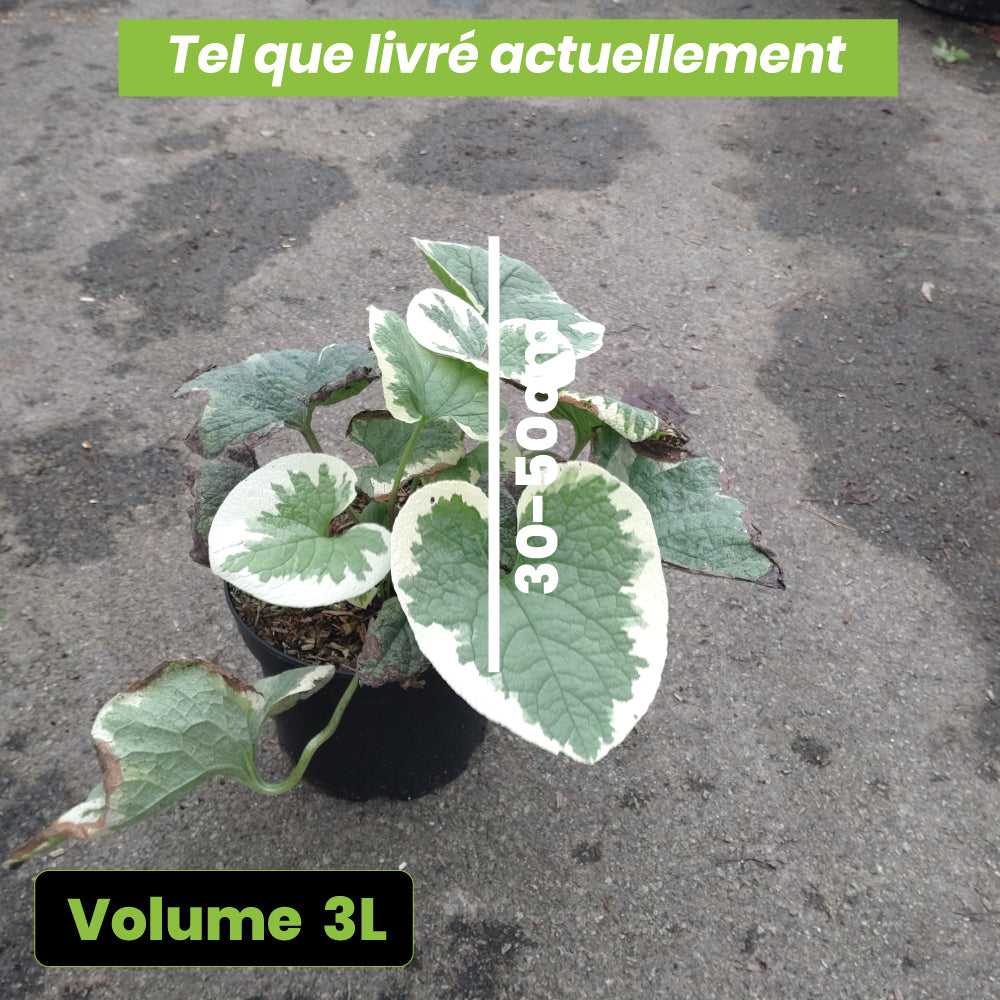 Brunnera Macrophylla Variegata - Volume 3L / 30-50cm