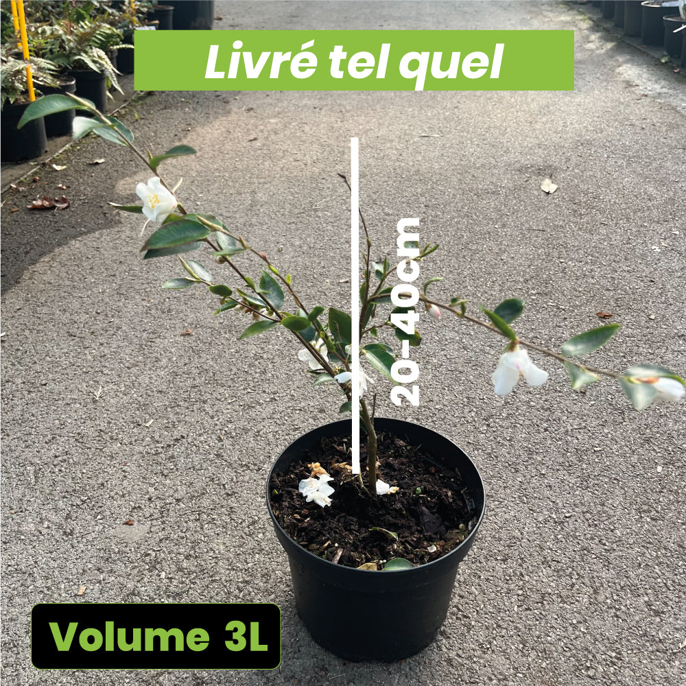 Camellia Transnokoensis - Volume 3L / 20-40cm