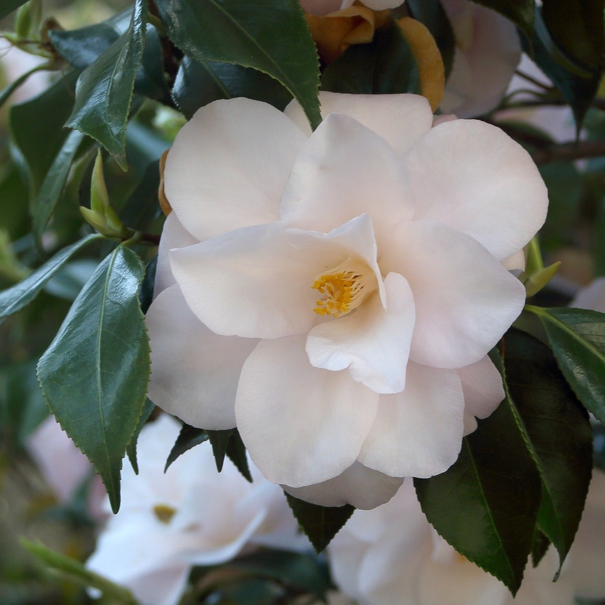 Camellia Transnokoensis