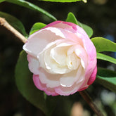 Camelia Sasanqua Versicolor