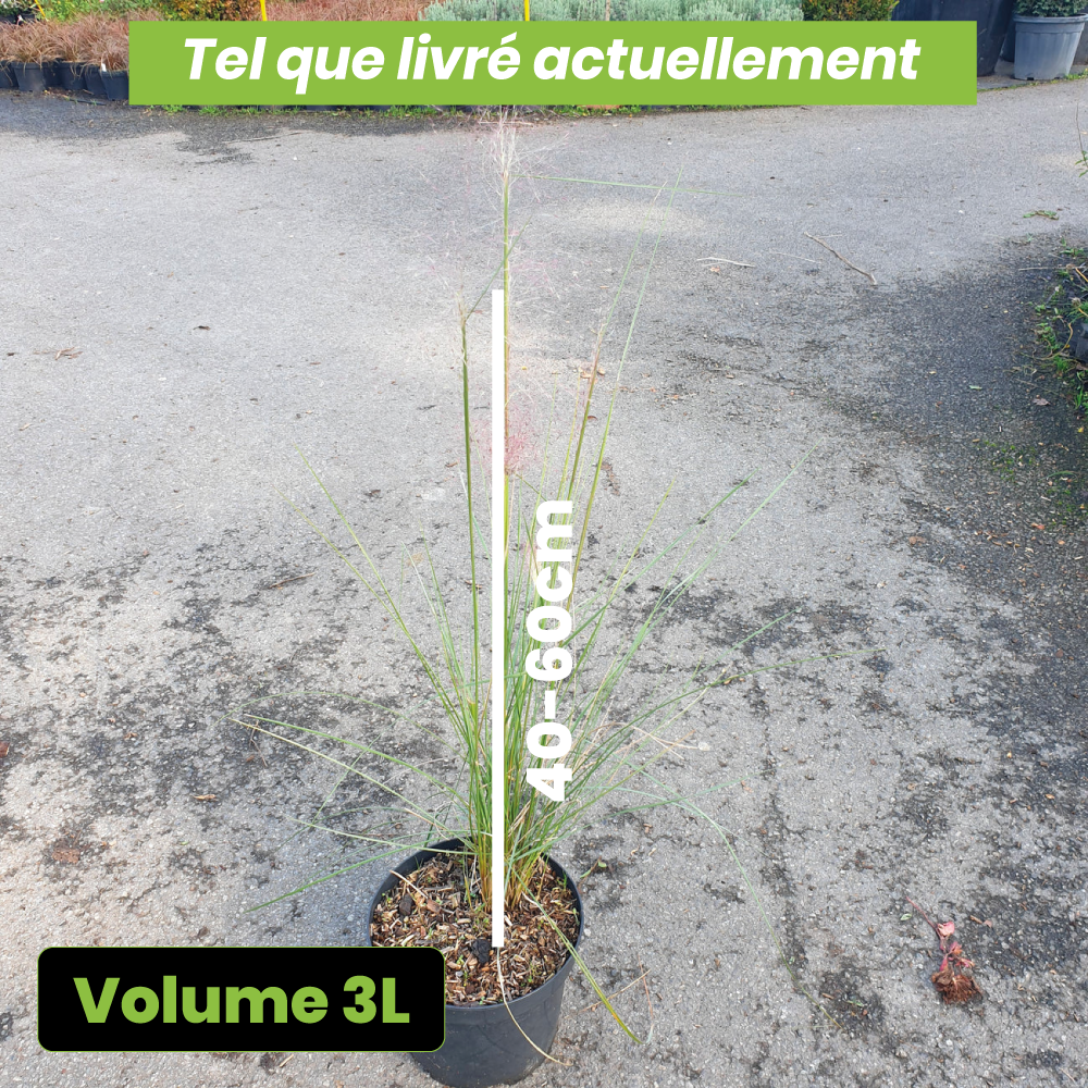 Muhlenbergia capillaris - Volume 3L / 40-60cm