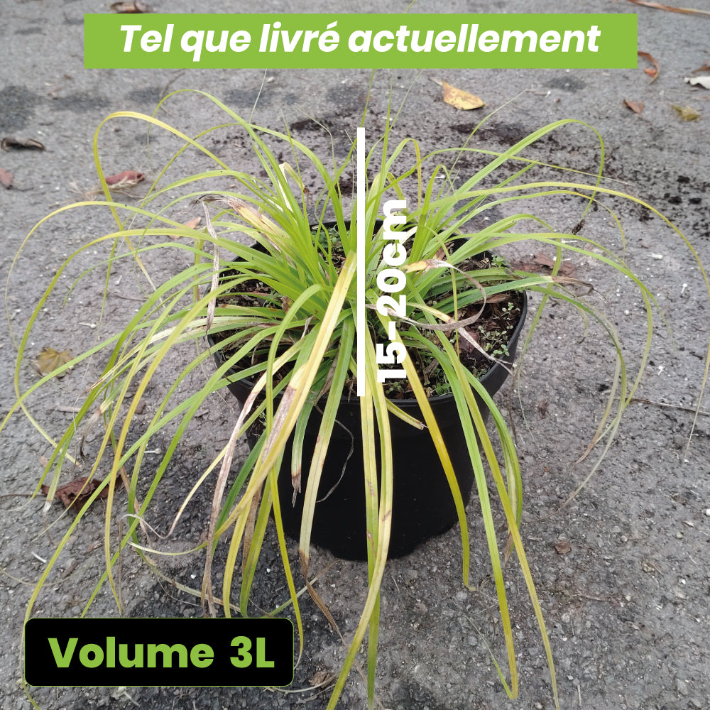 Carex Everillo - Volume 3L / 15-20cm