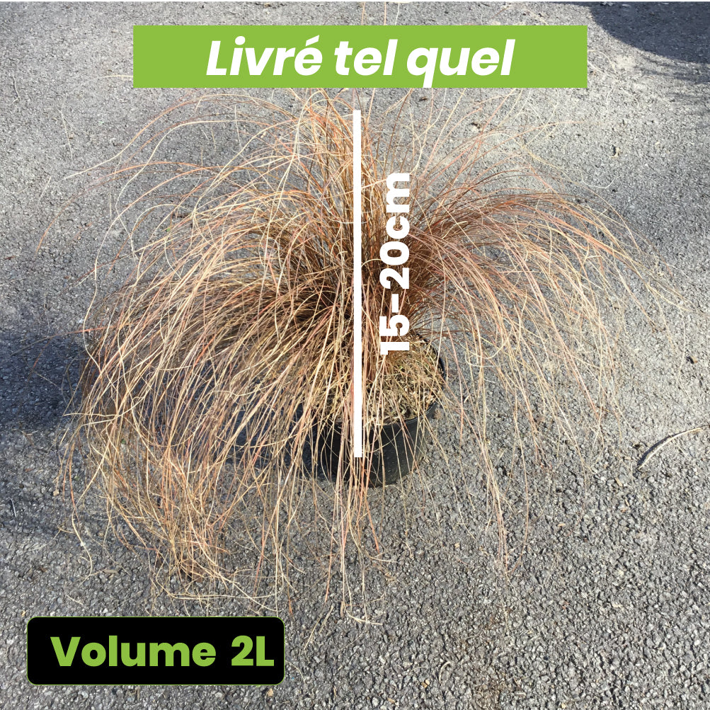 Carex Comans Bronze Form - Laîche de Nouvelle-Zélande - Volume 2L / 15-20cm
