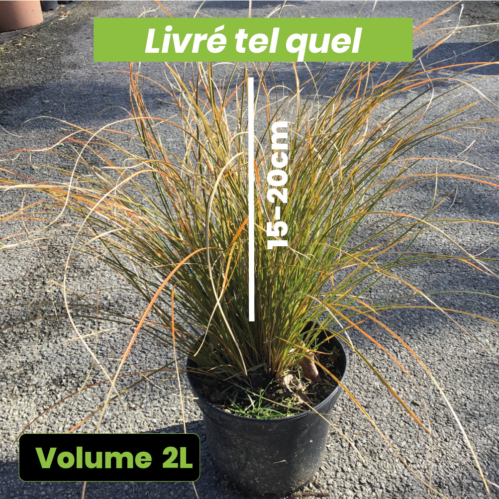 Carex Testacea - Laîche orange - Volume 2L / 15-20cm