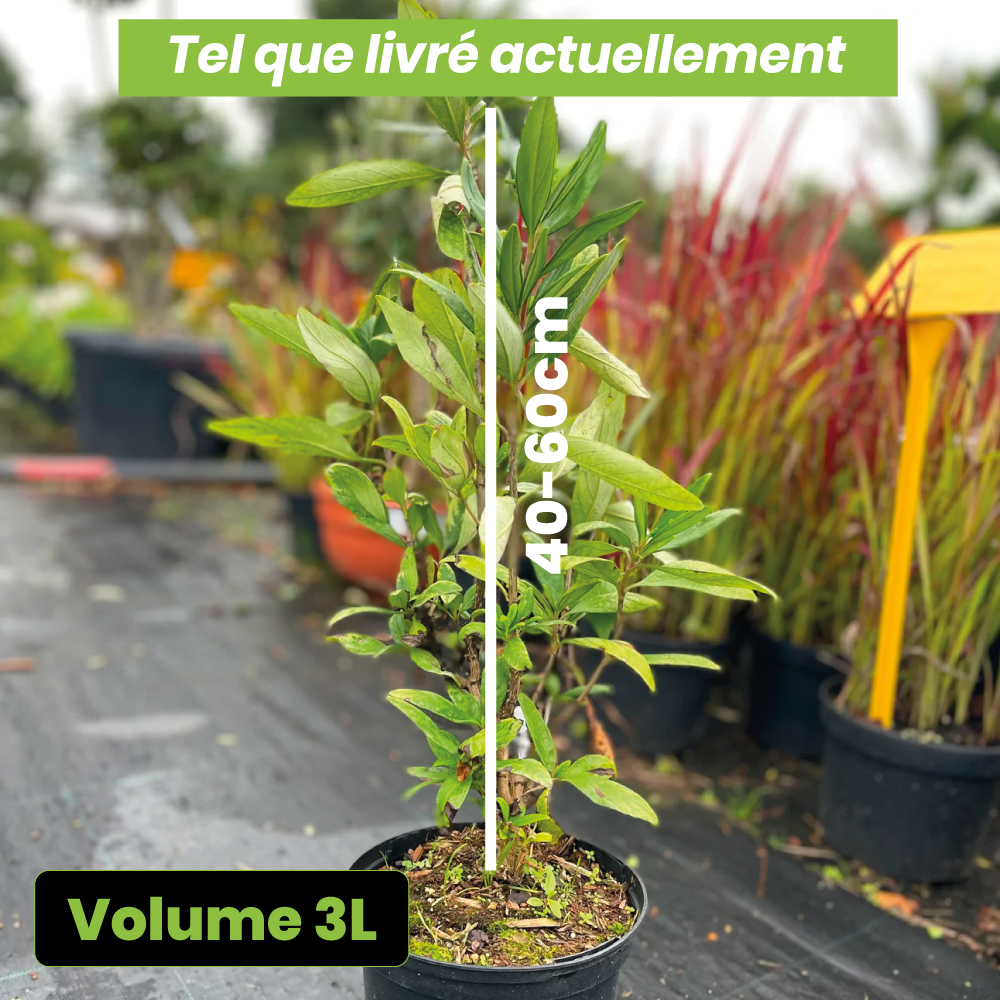 Carpenteria californica "bodnant" - Volume 3L / 40-60cm