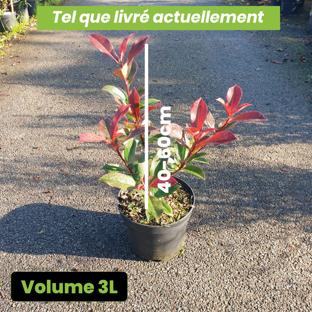 Photinia fraseri carré rouge - Volume 3L / 40-60cm