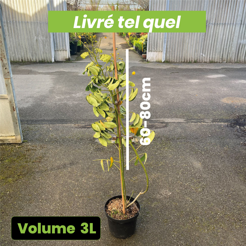 Cassia x Floribunda - Sené - Volume 3L / 60-80cm