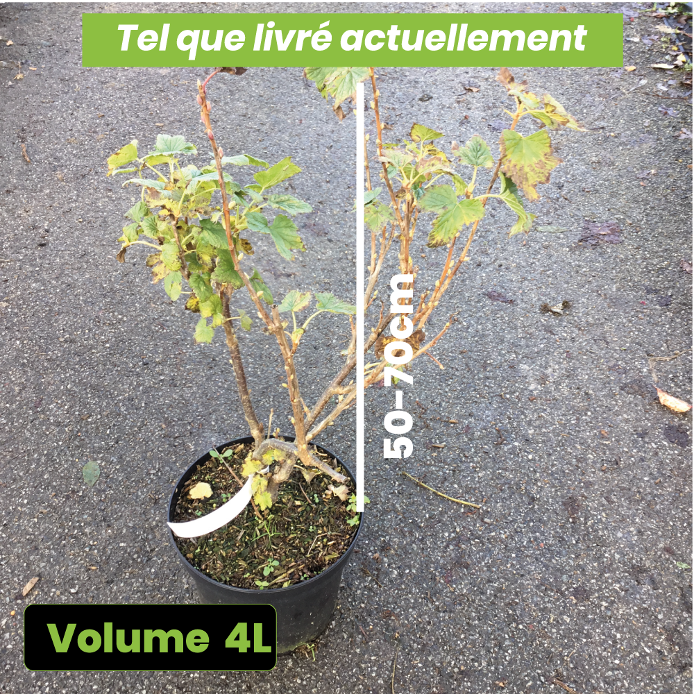 Ribes Nigrum Noir de Bourgogne - Cassissier - Volume 4L / 50-70cm