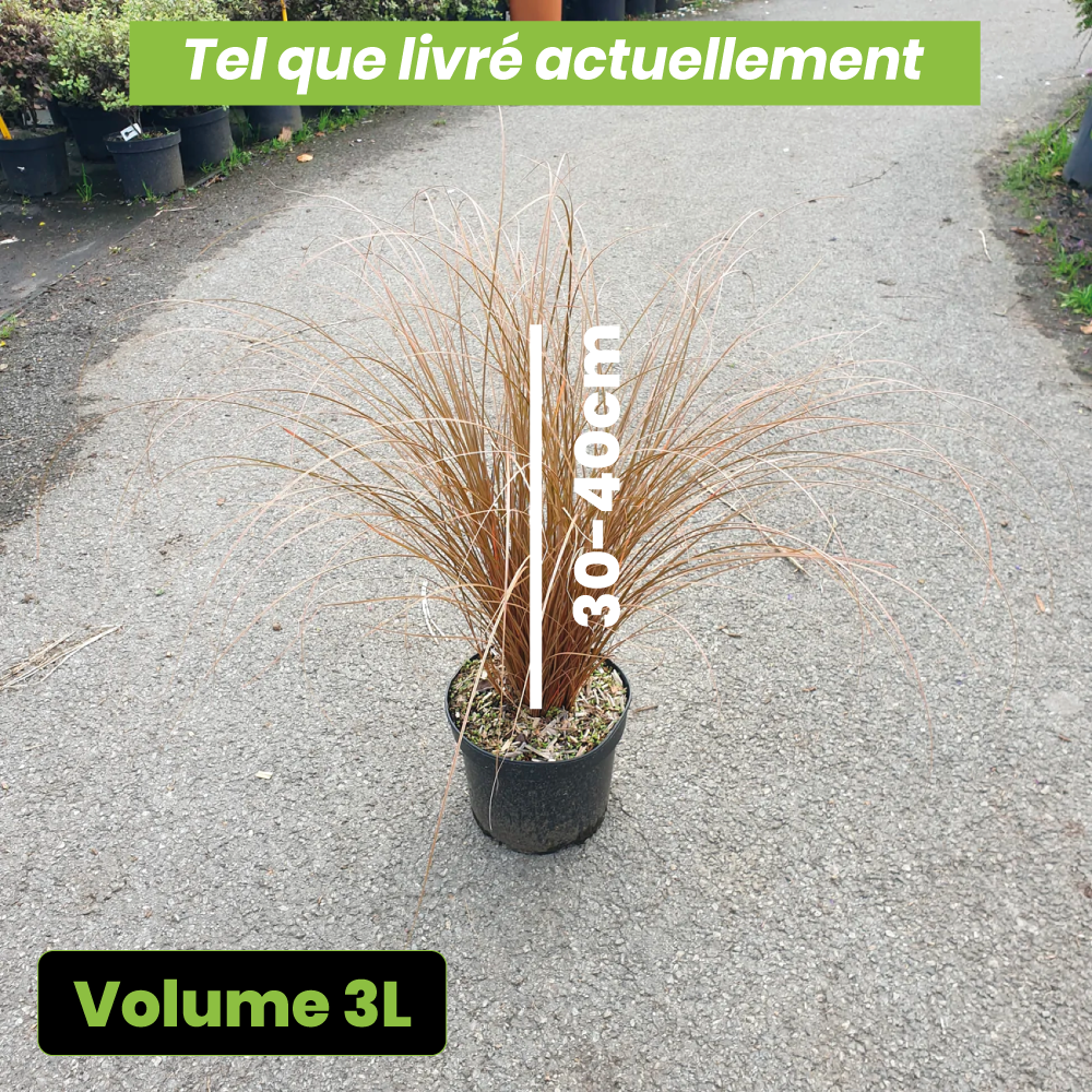 Carex milk chocolate - Volume 3L / 30-40cm