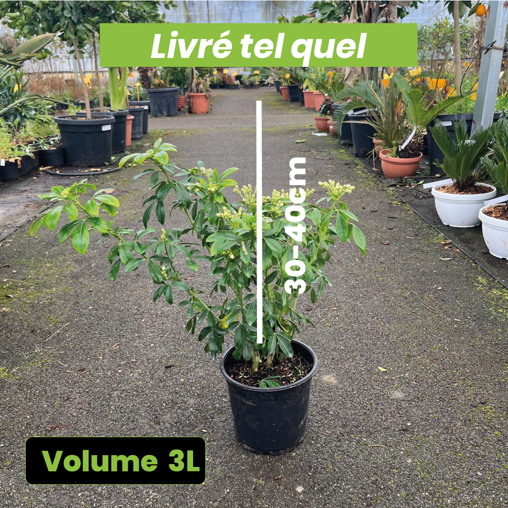 Choisya Ternata - Oranger du Mexique - Volume 3L / 30-40cm