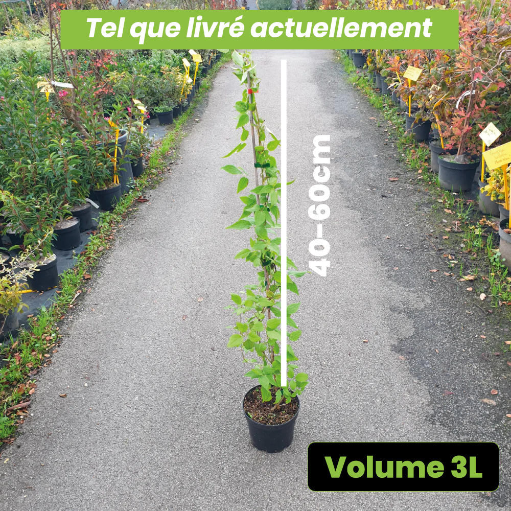 Clematis Montana Grandiflora - Volume 3L / 40-60cm