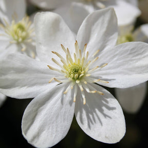 Clematis Armandii