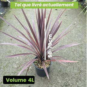 Cordyline Australis Red Star