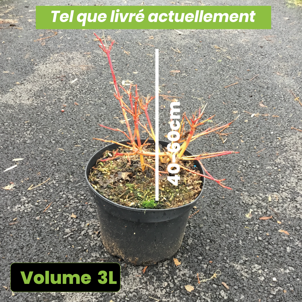 Cornus Sanguinea Midwinter Fire Blanche - Cornouiller sanguin - Volume 3L / 40-60cm