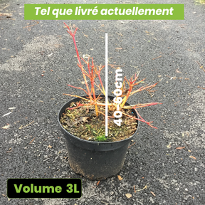 Cornus Sanguinea Midwinter Fire Blanche - Cornouiller sanguin