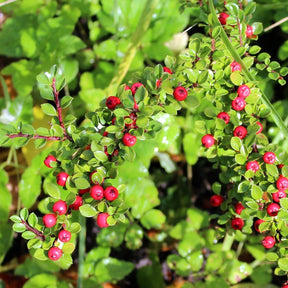 Cotoneaster Franchetii - Cotonéastre de Franchet