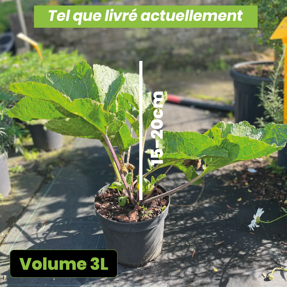Crambe cordifolia - Volume 3L / 15-20cm