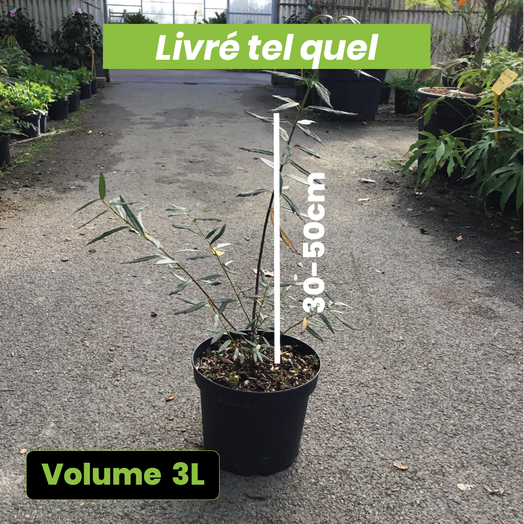 Crinodendron Hookerianum Ada Hoffmann - Arbre aux lanternes - Volume 3L / 30-50cm