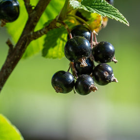 Ribes Nigrum Noir de Bourgogne - Cassissier