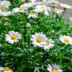 Leucamthemum x superbum becky