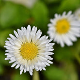 Pachystegia Insignis Daizea - Marguerite de Nouvelle-Zélande