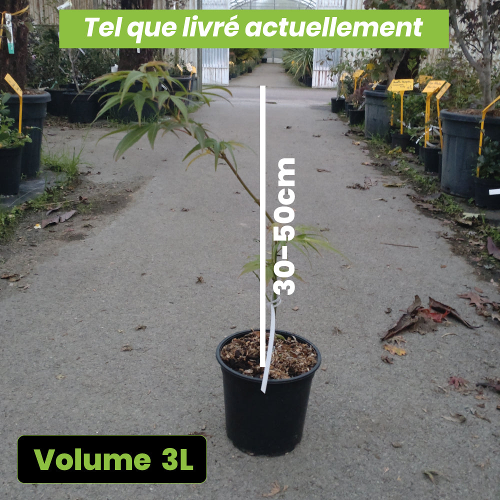 Acer palmatum Scolopendrifolium - Volume 3L / 30-50cm