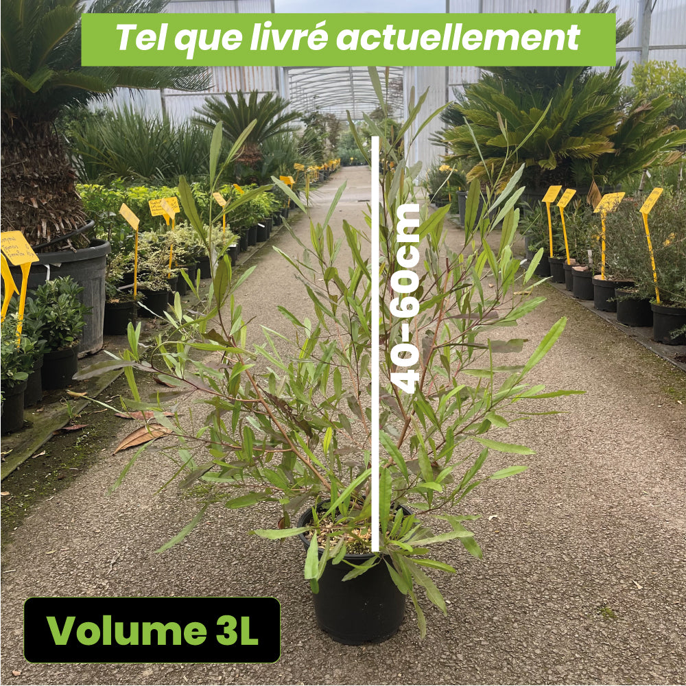 Dodonaea Viscosa Purpurea - Volume 3L / 40-60cm