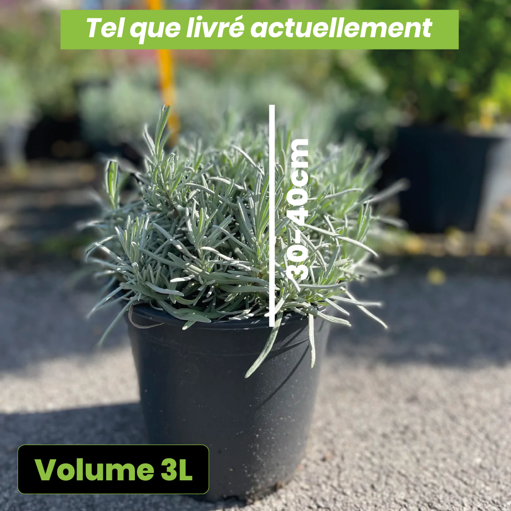 Lavandula dutch - Volume 3L / 30-40cm