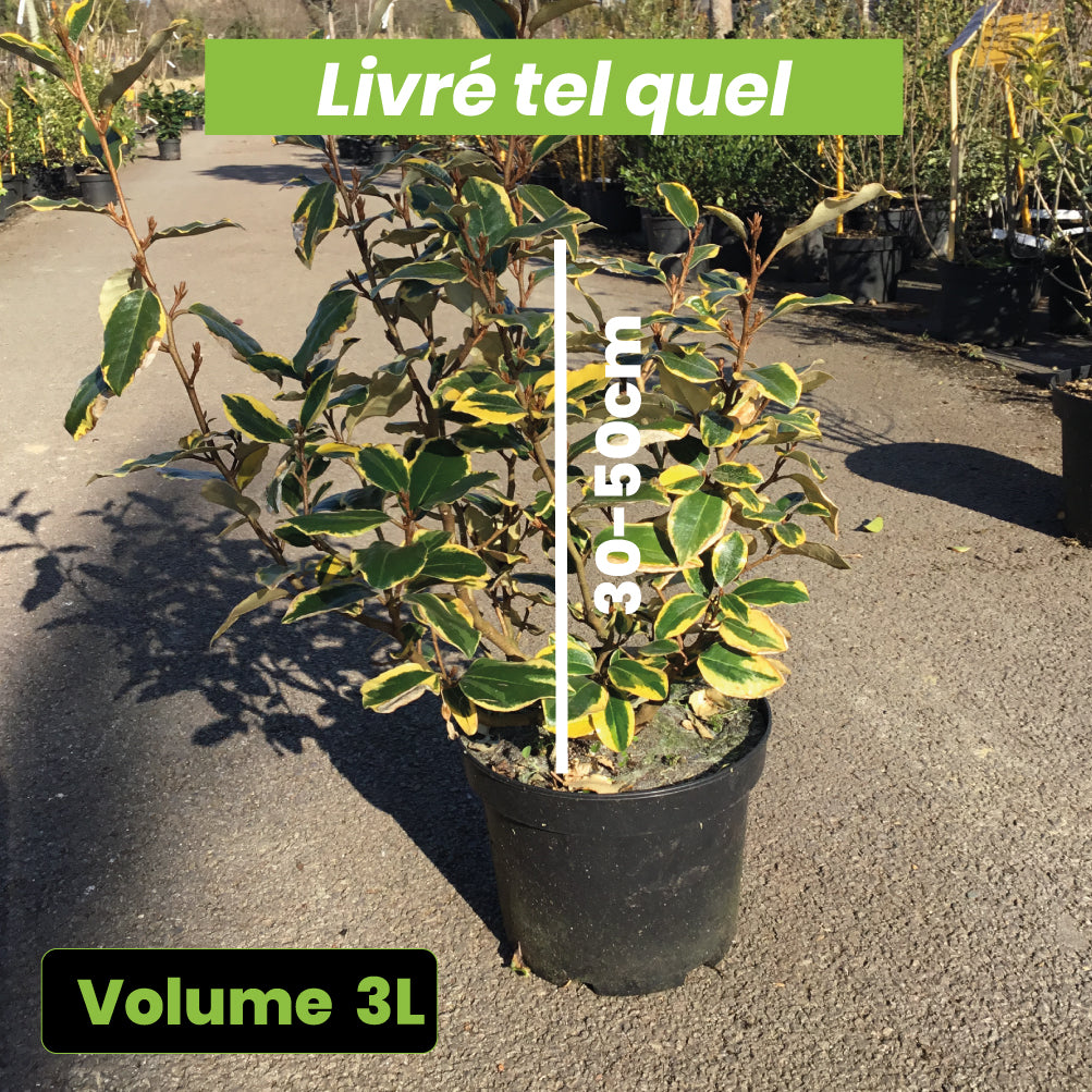 Elaeagnus x Ebbingei Viveleg - Volume 3L / 30-50cm