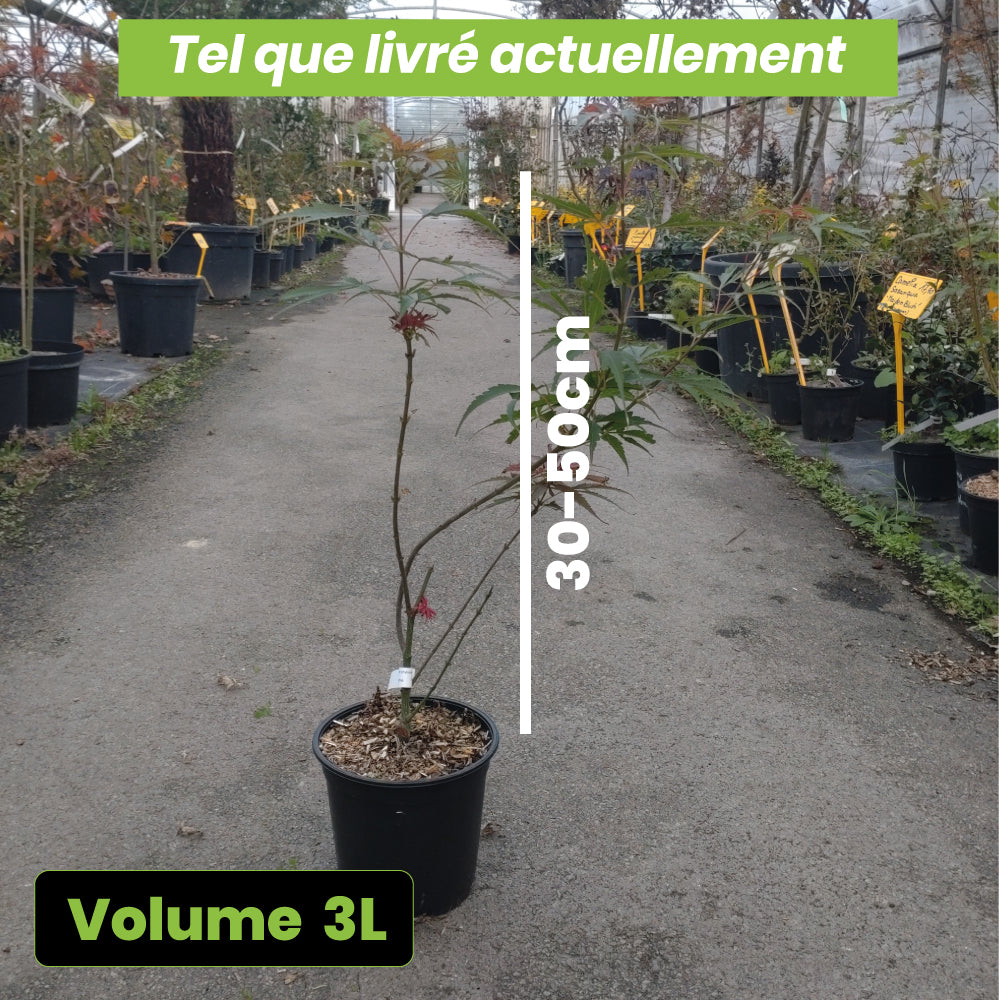 Acer Palmatum Jerre Schwartz - Volume 3L / 30-50cm