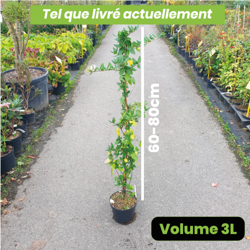 Lonicera japonica halliana - Volume 3L / 60-80cm