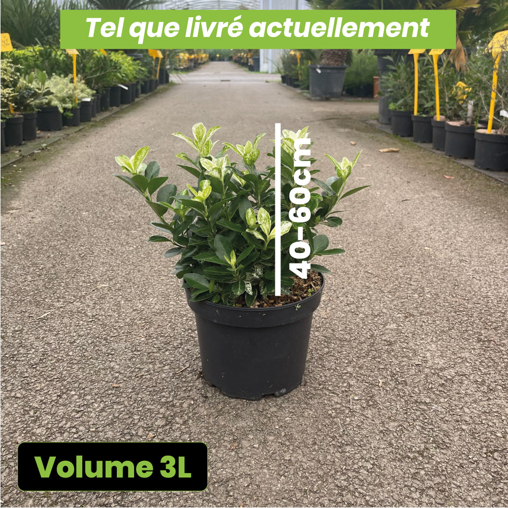 Euonymus Japonicus Pierrolino - Volume 3L / 20-30cm