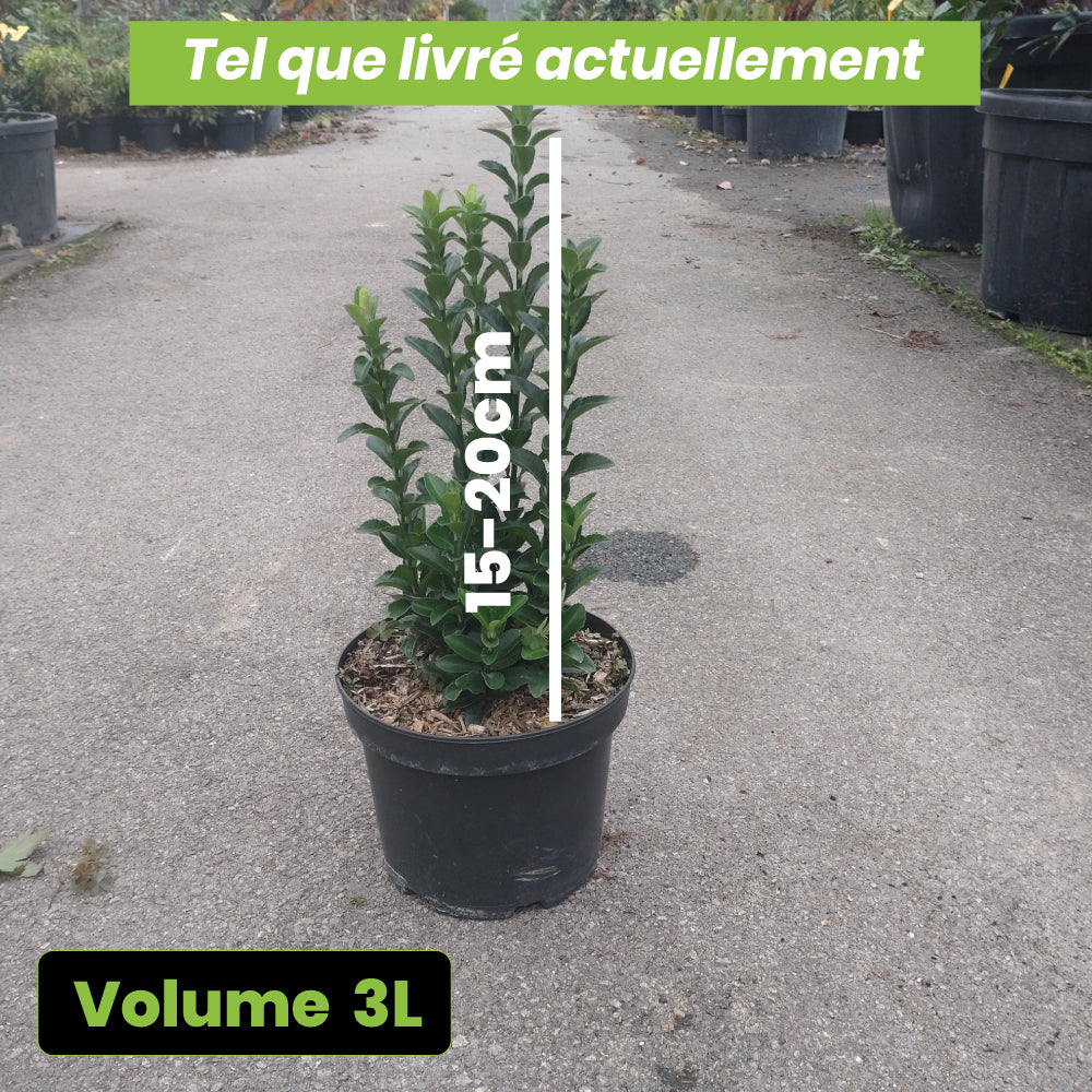 Euonymus Japonicus Paloma Blanca - Volume 3L / 20-30cm