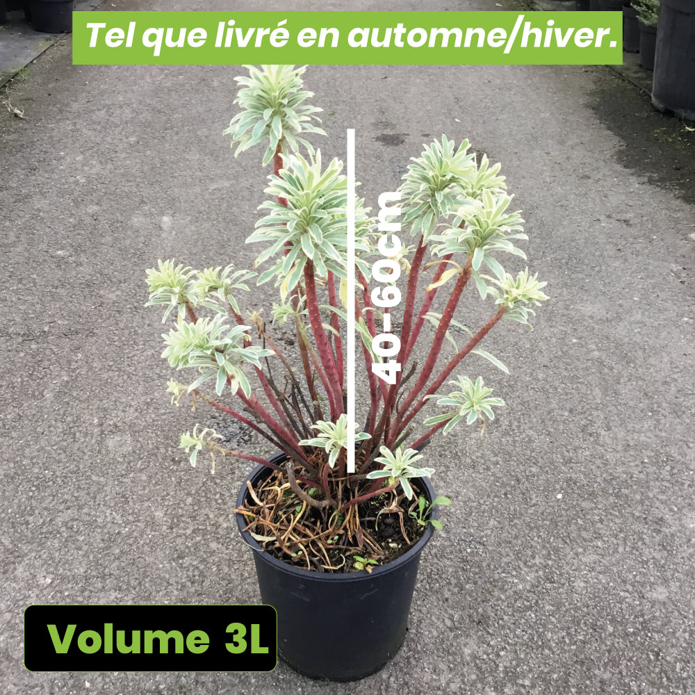 Euphorbia Chariacas Silver Swan - Volume 3L / 40-60cm