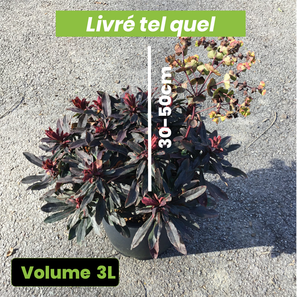 Euphorbia Amygdaloides 'Purpurea' - Euphorbe des bois pourpre - Volume 3L / 30-40cm