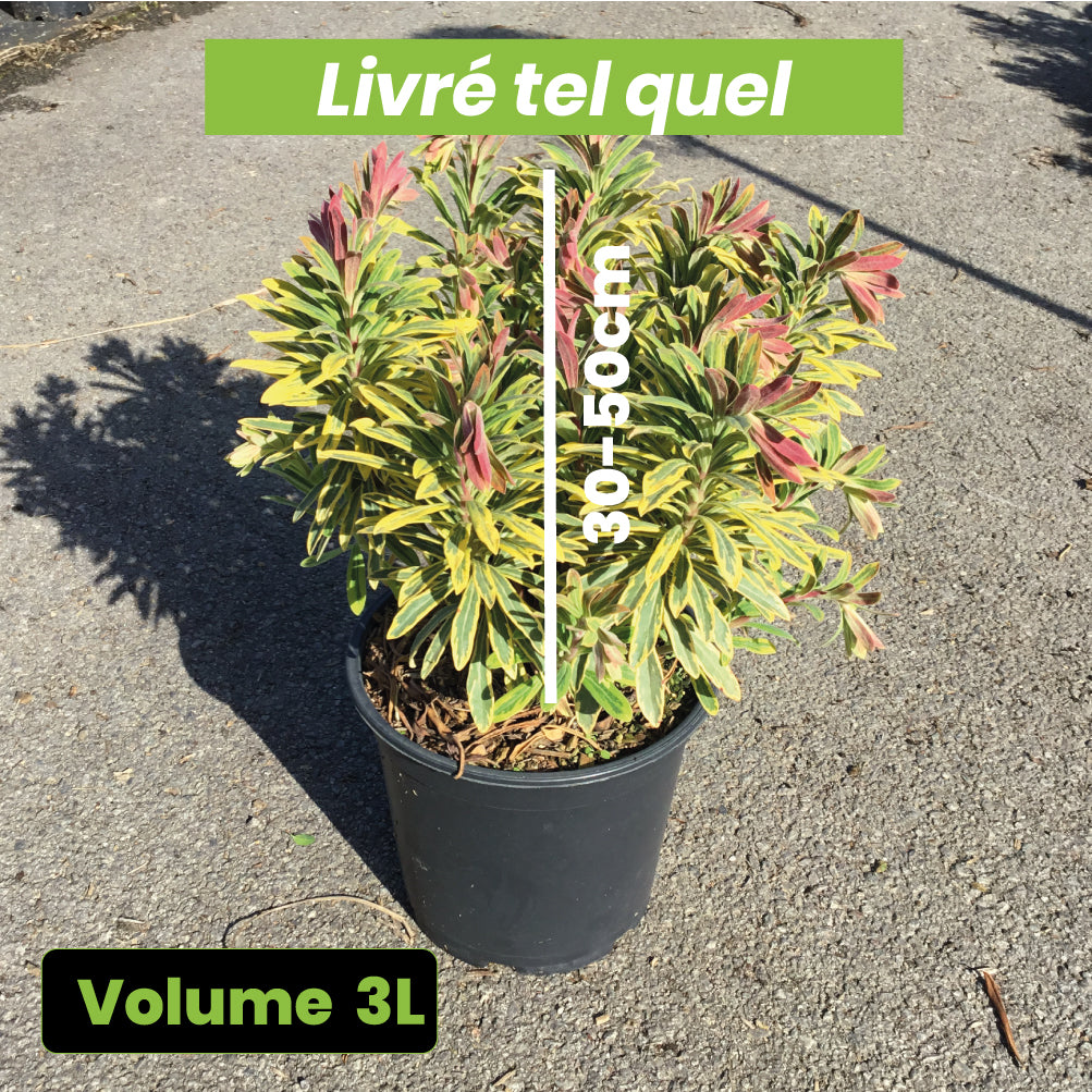 Euphorbia Amygdaloïdes Ascott Rainbow - Volume 3L / 30-40cm