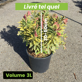 Euphorbia Amygdaloïdes Ascott Rainbow