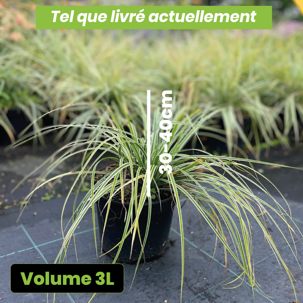 Carex oshimensis everest - Volume 3L / 30-40cm