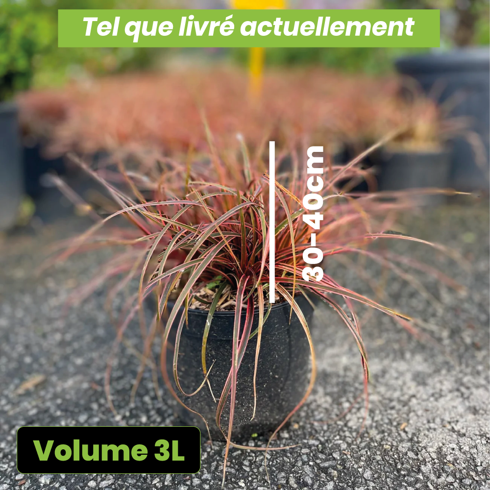 Uncinia everflame - Volume 3L / 30-40cm