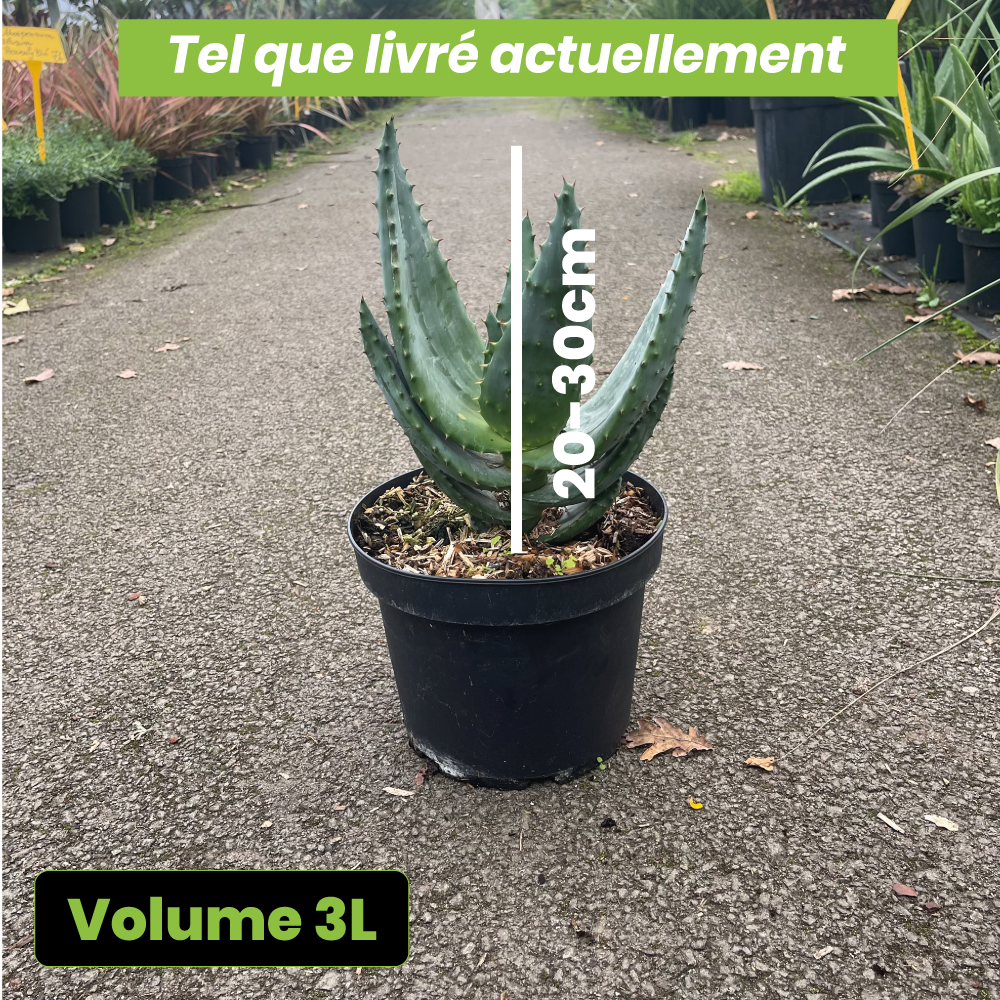 Aloe Ferox - Volume 3L / 30-50cm