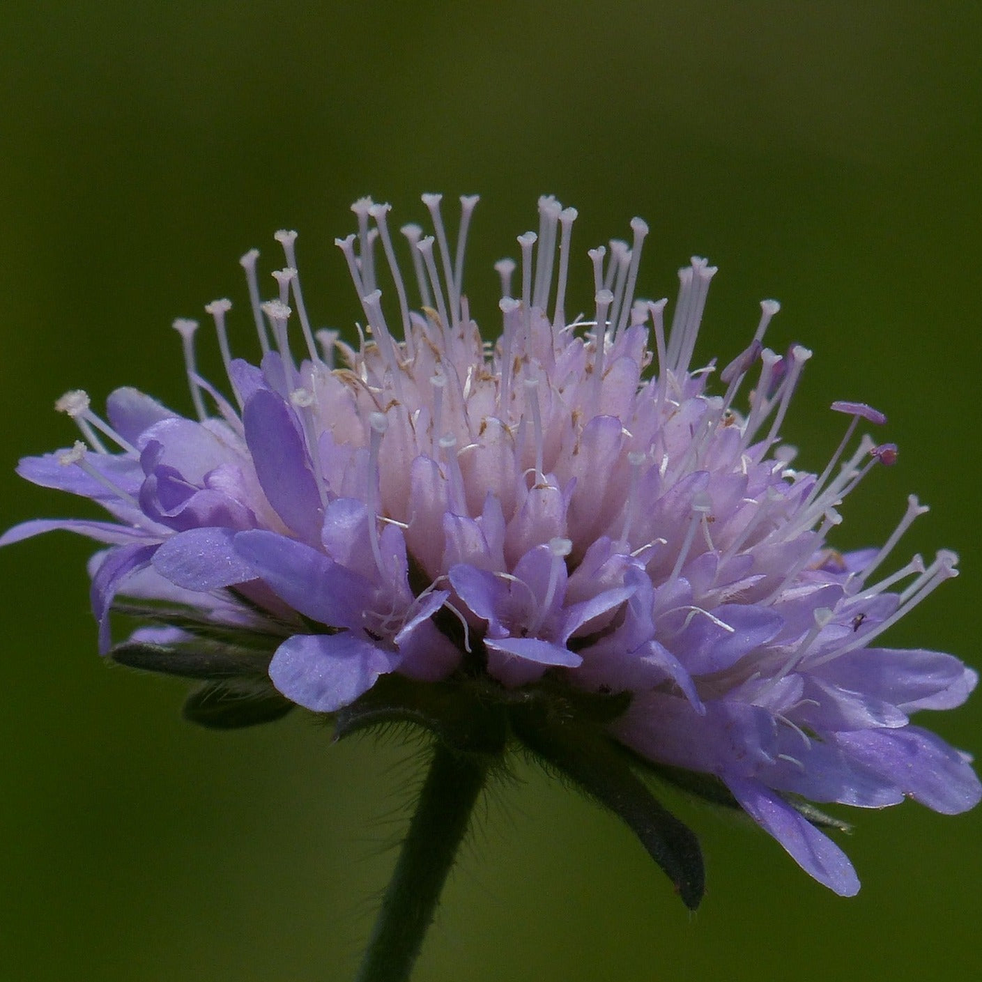 Scabiosa canescens - Volume 3L / 20-40cm