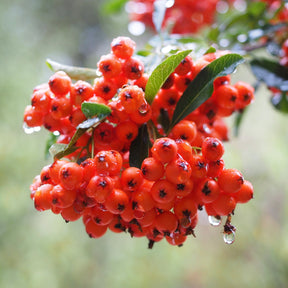 Pyracantha red column