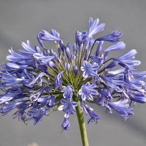 Agapanthus graphite blue